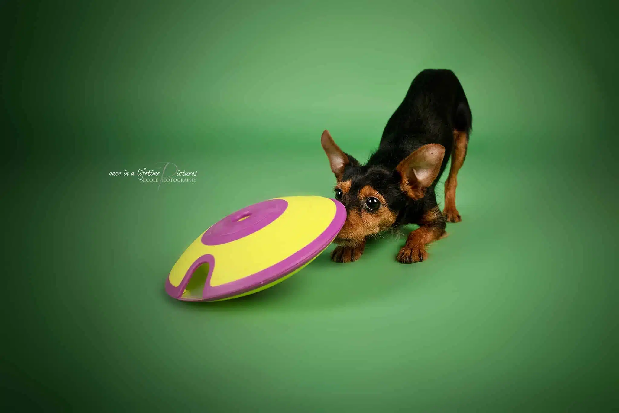 Nina Ottosson® Treat Maze (Level 2) – Bild 2