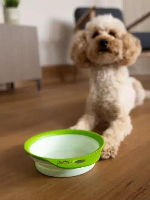 Produktbild faltbarer Reisenapf TrendPet Travellino mit Hund im Hintergrund